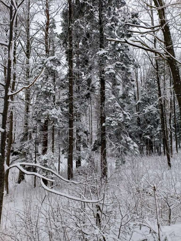 Narnian Forest